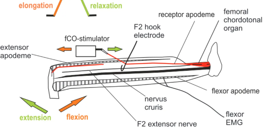 Figure 2.3: Leg anatomy and preparation for fCO stimulation, nerve and muscle recordings
