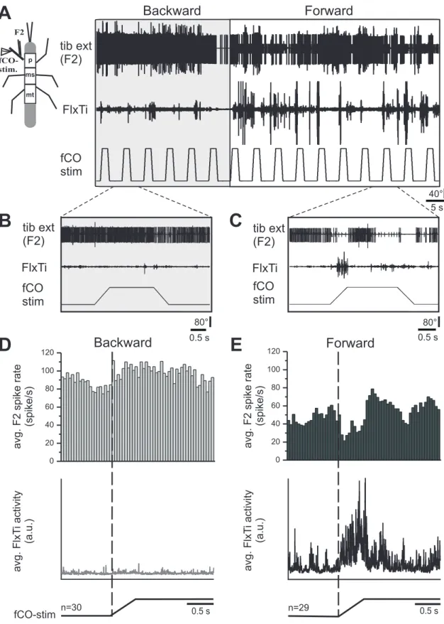 Figure 3.1: (A) Inuence of fCO signals on the tibial MN activity in the front leg during forward and backward walking