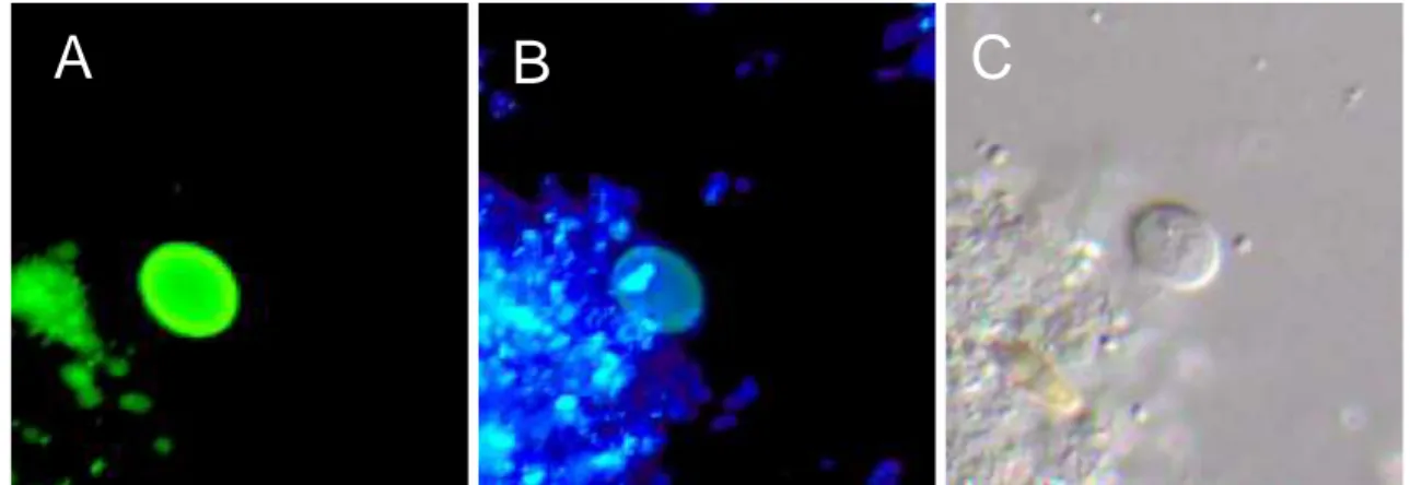 Figure 4: Giardia duodenalis cysts fluorescently labelled A: with monoclonal antibodies (fluorescein  isothiocyanate, FITC and B: with 2-(4-amidinophenyl)-6-indolecarbamidine di-hydrochloride, DAPI and  C