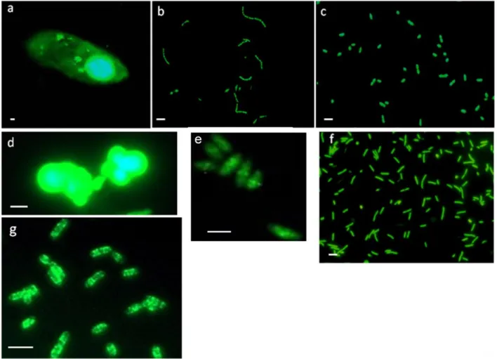 Figure  2.  Microscopic  photographs  of  SYBR  Green  I  stained  species  used  for  the  experimental  investigations:  a)  Tetrahymena  pyriformis,  b)  Acinetobacter  johnsonii,  c)  Pedobacter  spec.,  d)  Azotobacter  vinelandii,  e)  Corynebacteriu