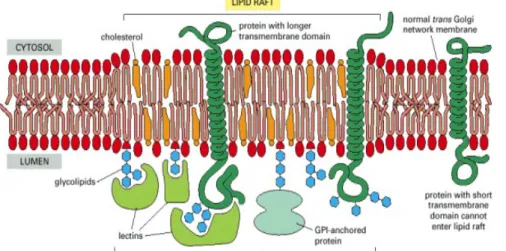 Figure 1.2: Lipid raft or microdomain that is enriched in cholesterol and sphingolipids