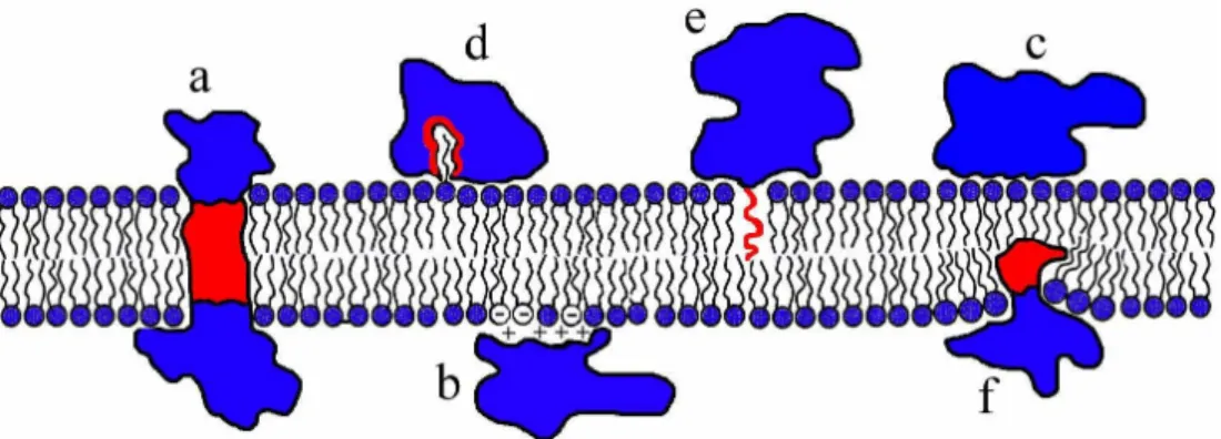 Figure 1.6: Possible interactions of proteins with lipid membrane [18] 