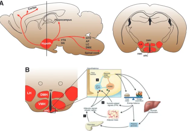 Figure 1.1: Diagram of hypothalamic projections and the melanocortin system. (A) left Saggital view of a mouse brain showing projections from the hypothalamus to target brain areas (red arrows)
