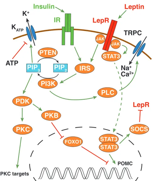 Figure 1.2: Overview of insulin and leptin signaling pathways (adapted from Belgardt &amp; Brün- Brün-ing, 2010 ; Niswender et al