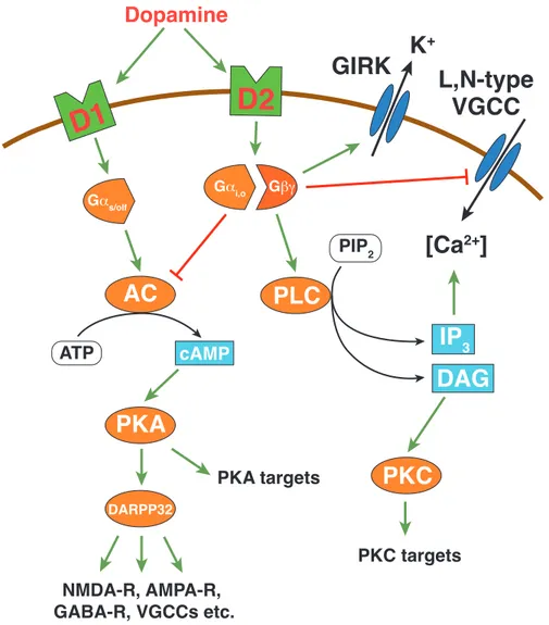 Figure 1.4: Overview of D1R and D2R signaling pathways (modified from Beaulieu &amp; Gainet- Gainet-dinov, 2011 ; Greengard, 2001 )