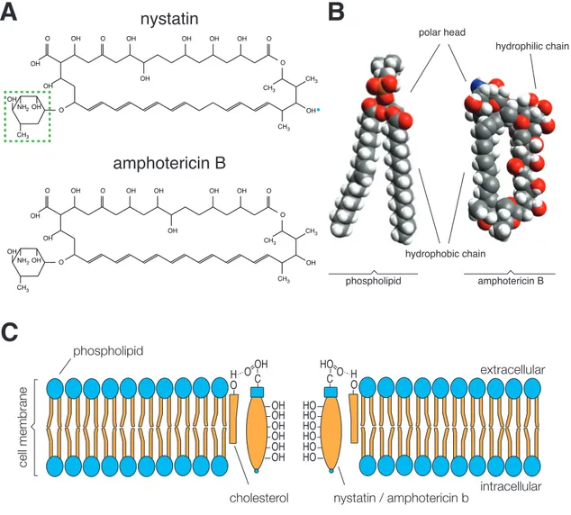 Figure 1.6: Molecular properties of nystatin and amphotericin B. (A) Chemical structures of nystation (top) and amphotericin B (bottom)