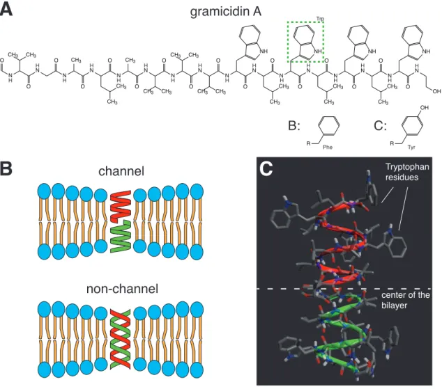 Figure 1.7: Molecular properties of gramicidin. (A) Chemical structure of gramicidin A