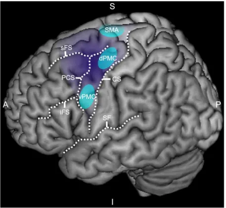 Figure 1.3: Introduction: The human premotor cortex. The lateral view on the left cerebral hemisphere  shows  the  extent  of  the  premotor  cortex  (in  dark  purple)  and  representative  areas  (in  light  blue)  corresponding  to  the  dorsal  premoto