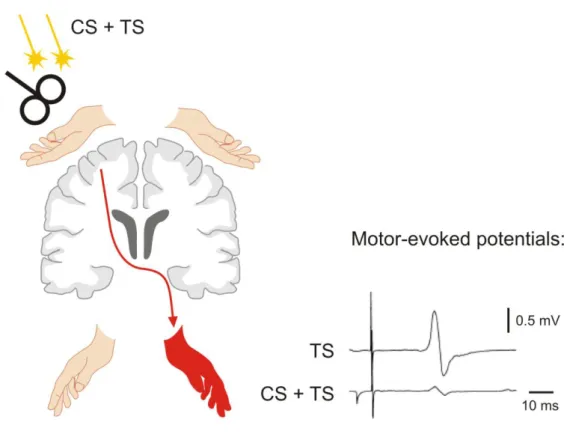 Figure  1.8:  Introduction:  Paired-pulse  transcranial  magnetic  stimulation  (TMS)  applied  to  one  hemisphere