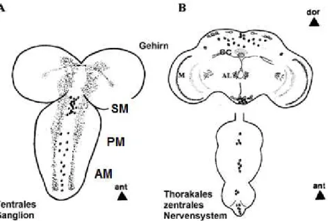 Abbildung 1.3: Übersicht über die Oktopamin-immunreaktiven Neurone im larvalen ventralen Ganglion  (A) und im zentralen Nervensystem und dem thorakal-abdominalen Ganglion von adulten Drosophila  melanogaster  (B)
