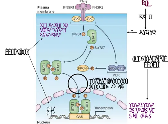 Figure 2. The IFNγ signaling pathway in all nucleated cells. IFNγ binds to its receptor  IFNGR1/R2 and leads to activation of JAK1/2 which phosphorylates STAT1 on Tyr701 or  Ser727 residues
