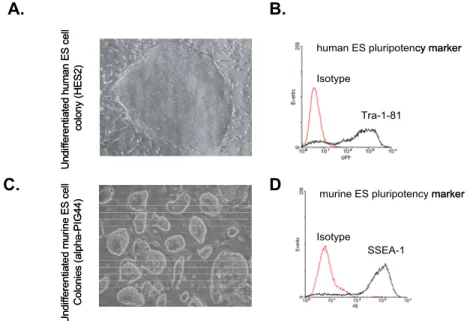 Figure 6. Characterization of human and murine ESCs. Typical morphology of human  (A) and murine (C) ESCs