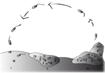 Figure    1.1.    Simplified    view    of    the    life    cycle    of    a    biofilm:    (I)    loose    attachment    of    bacteria,    (II)    irreversible   attachment   and   production   of   EPS,   (III)   biofilm   maturation   and   dispersal