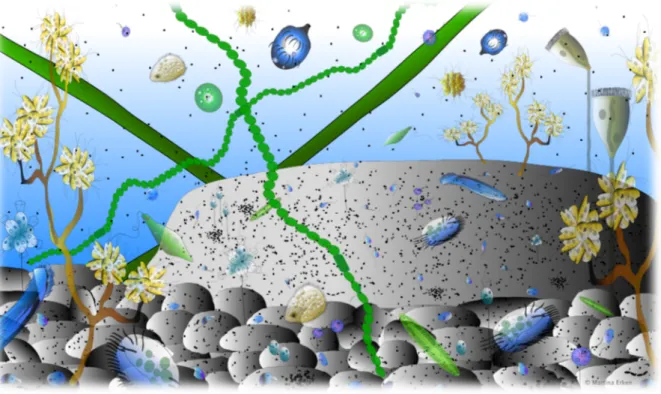 Figure   1.2.   Illustration   of   a   natural   riverine   biofilm   community   with   protists   and   bacteria
