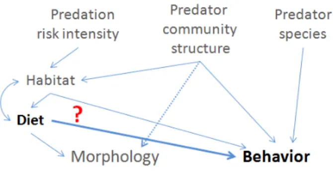 Figure 2: Conceptual illustration  of  the  factors  shaping  predation  risk,  influencing  direct  and/or  indirectly  morphological  and  behavioral  traits  of  juvenile  perch