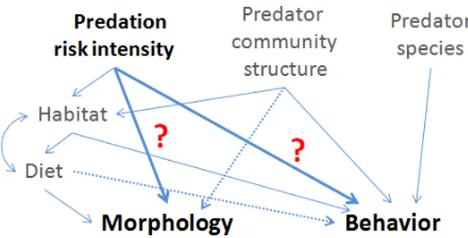 Figure 3: Conceptual illustration  of  the  factors  shaping  predation  risk,  influencing  direct  and/or  indirectly  morphological  and  behavioral  traits  of  juvenile  perch