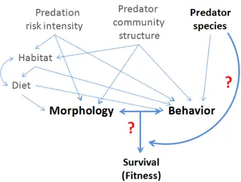 Figure 4: Conceptual illustration  of  the  factors  shaping  predation  risk,  influencing  direct  and/or  indirectly  morphological  and  behavioral  traits  of  juvenile  perch