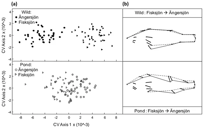 Figure  1:  a)  Canonical  variate  scores  of  perch  hatched  in  the  pond  (white)  or  the  wild  (black) in 2007 and 2008, originating  from  Lake Fisksjön (triangles) or  Lake Ängersjön  (circles), depicted along the first (significant for Wild, n.s