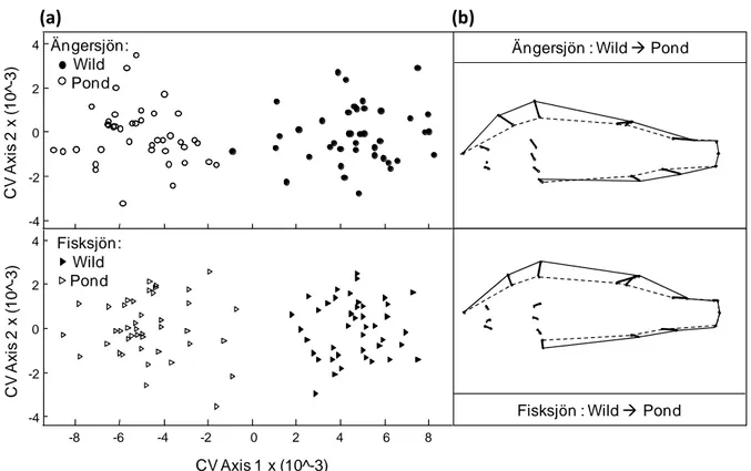 Figure  2:  a)  Canonical  variate  scores  of  perch  from  Lake  Fisksjön  (triangles)  and  Lake  Ängersjön (circles) hatched in the pond (white) or in the wild (black) in 2007 and 2008,  depicted along the first (significant) and the second (n.s.) cano