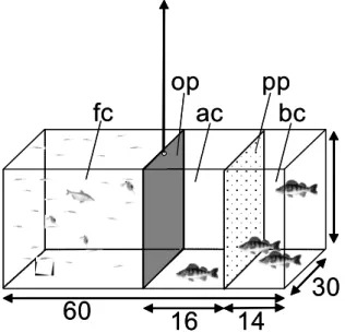 Figure 1: Experimental set-up of the 54l aquarium. Ac = acclimation area, bc = buddy compartment, fc = food  compartment, op = removable opaque dividing pane, pp = perforated Perspex pane