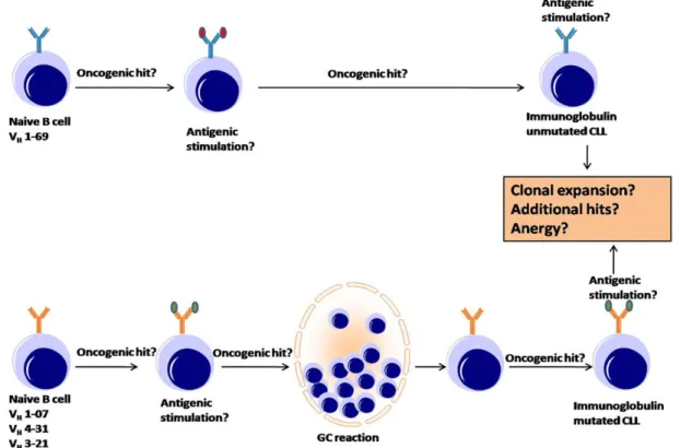 Figure 2: An overview of the pathogenesis of B-CLL (Adapted from A. L. Shaffer 2002)  The two subtypes of chronic lymphocytic leukemia (CLL) — immunoglobulin-mutated and  immunoglobulin-unmutated  CLL  —  are  distinguished  by  the  presence  or  absence 