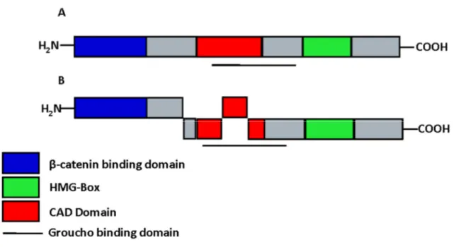 Figure 4: LEF-1 Isoforms (A) Schematic representation of LEF-1 splice variants and their  most  conserved  domains
