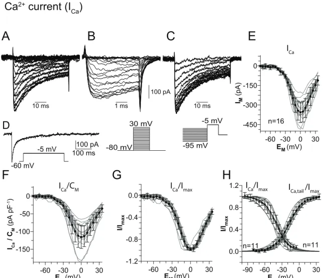 Figure 3.8: Calcium current (I Ca ). (A-C) Current traces for steady state activation, steady state activation of tail currents, and steady state inactivation, respectively