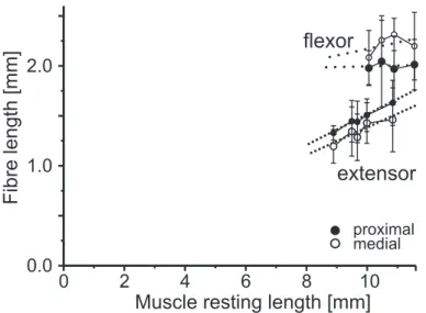 Figure C.4: Relation between middle leg muscle resting length and fibre length. Extensor muscle fibre length depends on muscle resting length (*, p ≤ 0.03), whereas no such dependence is present in the flexor muscle (-, p ≥ 0.05, dotted regression lines)