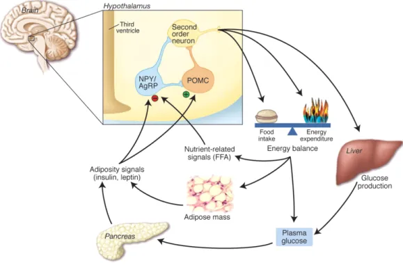 Figure 1.1: Diagram depicting the neurocentric model of energy homeostasis. Food intake and en- en-ergy expenditure are regulated by the brain in response to afferent input and signals from peripheral tissue