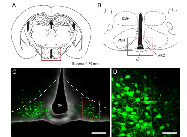 Figure 1.2: Overview of hypothalamic nuclei involved in energy homeostasis and the location of POMC neurons expressing enhanced green fluorescent protein (EGFP)