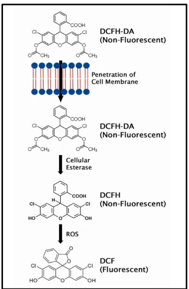 Abbildung 2.5: Schematische Darstellung des fluoreszenzbasierten DCF-Assays zur Detektion  intrazellulärer ROS Konzentrationen 