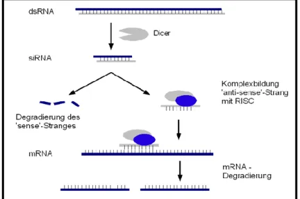 Abbildung 2.6: Schematische Darstellung der RNA-Interferenz                Quelle: http://www.xonk.de/bilder/evolution/epigenetik/rnai.png,               letzter Zugriff: 25.11.2013 