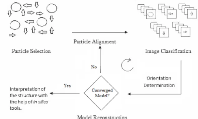 Figure 2: Major steps involved in single particle  analysis
