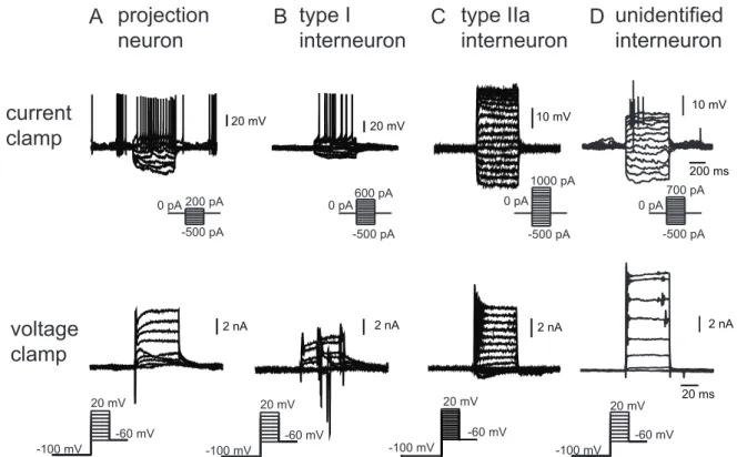 Figure 7: Electrophysiological characteristics of different neuron types