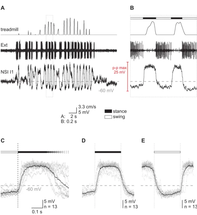 Figure 3.2: Activity pattern of NSI I1 during stepping. A Intracellular recording from I1 along  with treadmill belt velocity and activity of extensor MNs (Ext; nerve recording) in the course of  a stepping sequence