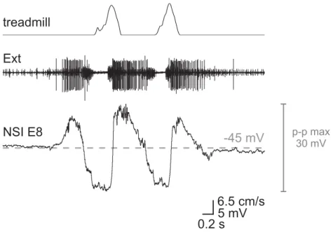 Figure 3.7: Activity pattern of NSI E8 (intracellular recording) during stepping along with  treadmill belt velocity and activity of extensor MNs (Ext; nerve recording)