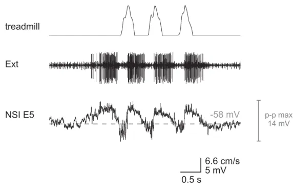 Figure 3.8: Activity pattern of NSI E5 during stepping. Intracellular recording from E5 along  with treadmill belt velocity and activity of extensor MNs (Ext; nerve recording)