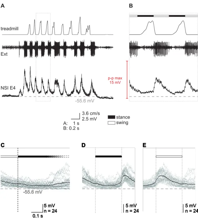 Figure 3.9: Activity pattern of NSI E4 during stepping. A Intracellular recording from E4 along  with treadmill belt velocity and activity of extensor MNs (Ext; nerve recording)