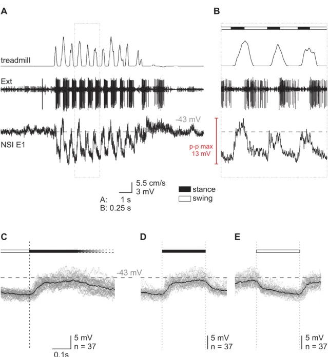 Figure 3.10: Activity pattern of NSI E1 during stepping A Intracellular recording from E1  along with treadmill belt velocity and activity of extensor MNs (Ext; nerve recording) in the  course of a stepping sequence