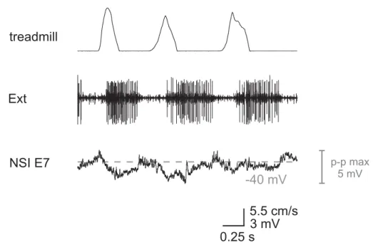 Figure 3.11: Activity pattern of NSI E7 during stepping. Intracellular recording from E7 along  with treadmill belt velocity and activity of extensor MNs (Ext; nerve recording)