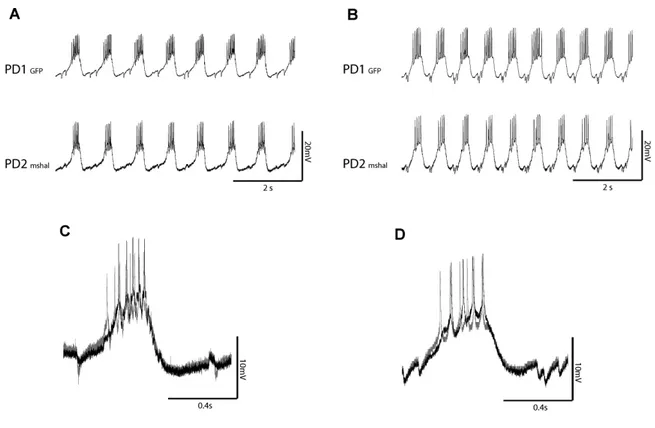 Figure 3.8  Rhythmic activity of neurons expressing mshal-GFP was only slightly modified