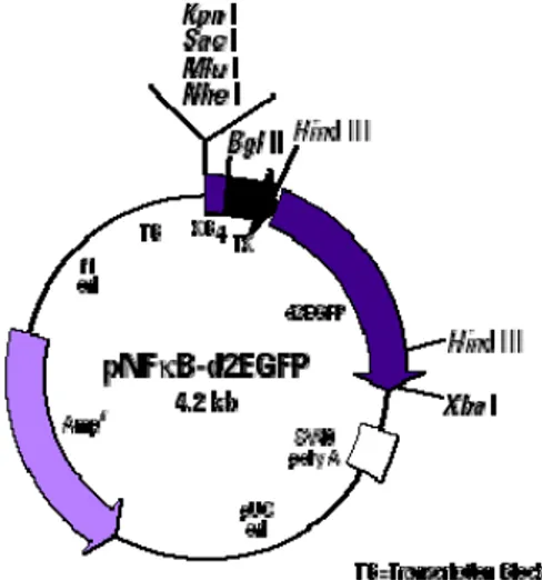 Abb. 8-28: Schematische Darstellung des Vektors pNFκB-d2EGFP  (Clontech), dessen Thymidinkinase-Minimalpromotor (TK) zur Konstruktion  des induzierbaren Vektors pRRM2b-EGFP verwendet wurde