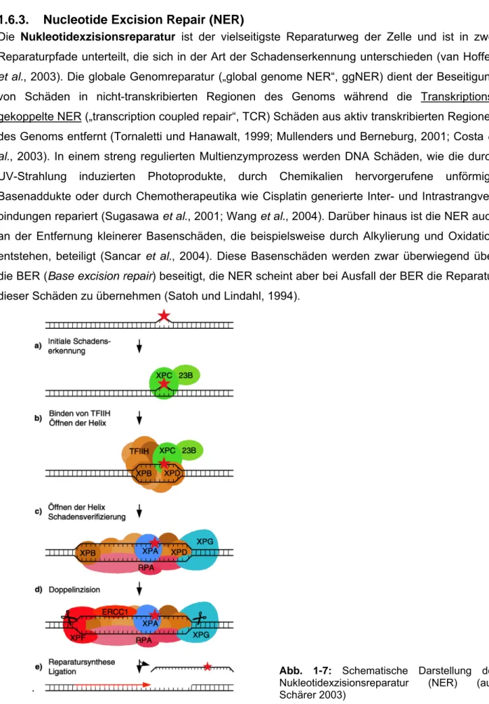 Abb. 1-7: Schematische Darstellung der  Nukleotidexzisionsreparatur (NER) (aus  Schärer 2003) 