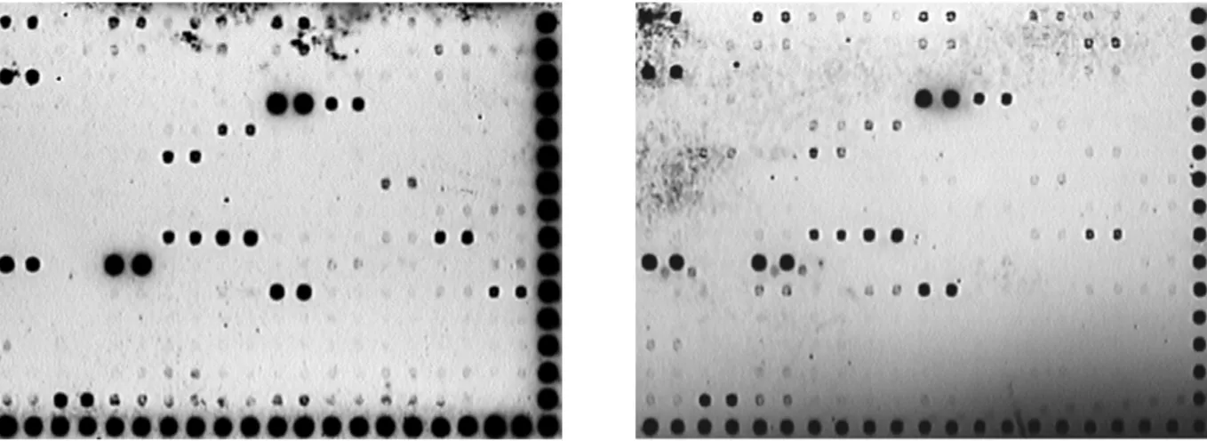 Abb. 3-18: Exemplarische Darstellung von Autoradiogrammen der Macro-Arraymembranen, hybridisiert mit  cDNA Argon-bestrahlter Zellen