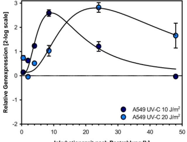 Abb. 3-27: p21 in MCF-7 Zellen nach Bestrah- Bestrah-lung mit UV-C. E=1,91; Normalisierung gegen  GAPDH E=1,67 