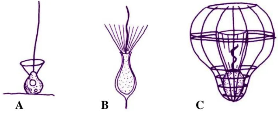 Abbildung III: Schematische Darstellung von typischen Vertretern aus den drei Familien der  Choanoflagellaten