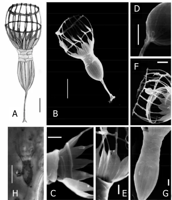 Figure 1. Drawings (A), scanning electron micrographs (B-G ) and light microscopic micrographs  (H) of  Diplotheca elongata  from the estuary of River Danshui (Taiwan); A – drawing of a  specimen; B - complete specimen (scale bars 5 µm); C - detail of cost