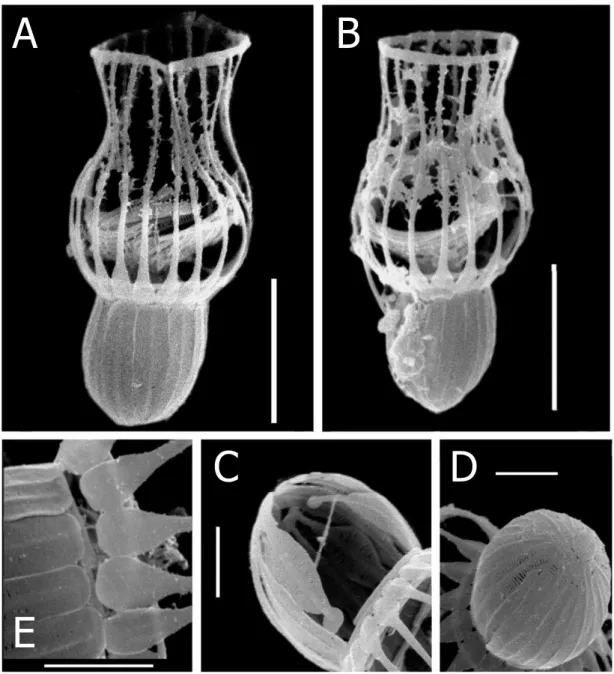 Figure 2 A-F. Scanning electron micrographs of  Diplotheca costata ; A - complete specimen from  the British Channel; B - complete specimen from the Persian Gulf; C - the posterior chamber  built by flattened costal strips; D - detail of the costal strips 