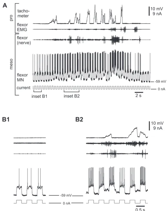 Figure 3.5: Increased membrane responsiveness during tonic depolarization of contralateral mesothoracic flexor MNs