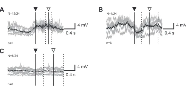 Figure 3.7: Phasic modulation in membrane potential in contralateral flexor MNs during front leg step- step-ping